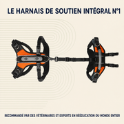 Harnais de soutien intégral pour chien – ÉlanPattes™