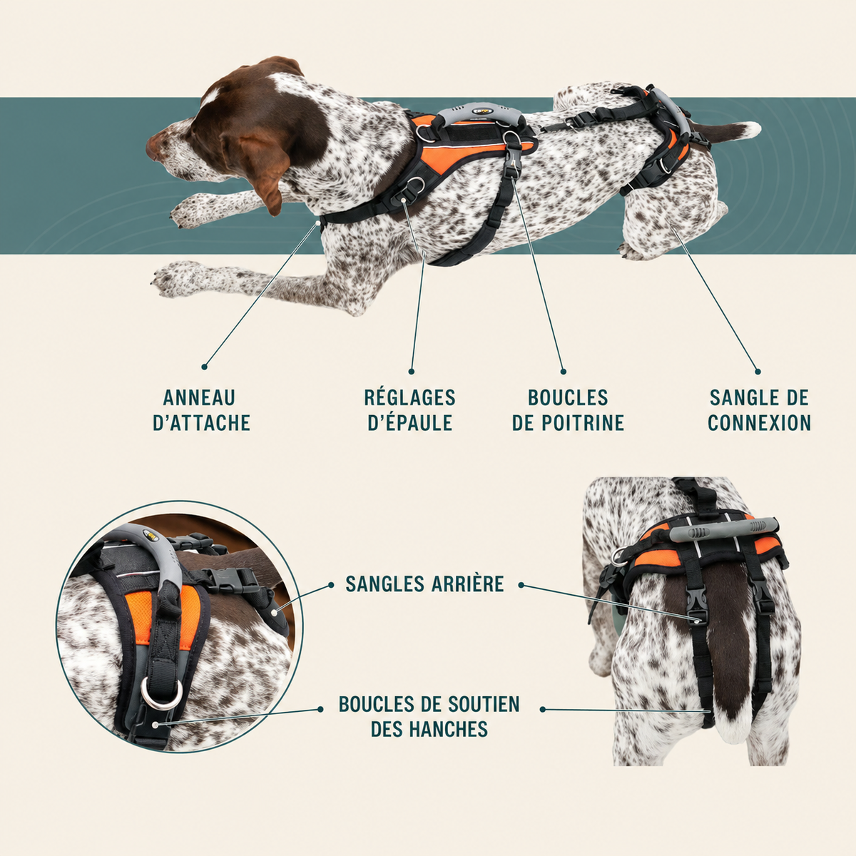 Harnais de soutien intégral pour chien – ÉlanPattes™