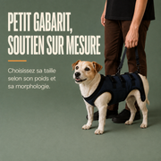 Harnais de soutien intégral pour chien – ÉlanPattes™