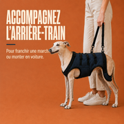 Harnais de soutien intégral pour chien – ÉlanPattes™
