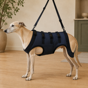 Harnais de soutien intégral pour chien – ÉlanPattes™